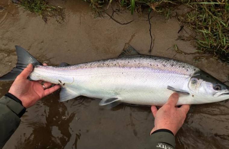 Feature 12lb tay sea liced 11th feb 17