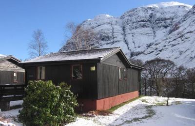 Medium birch snow