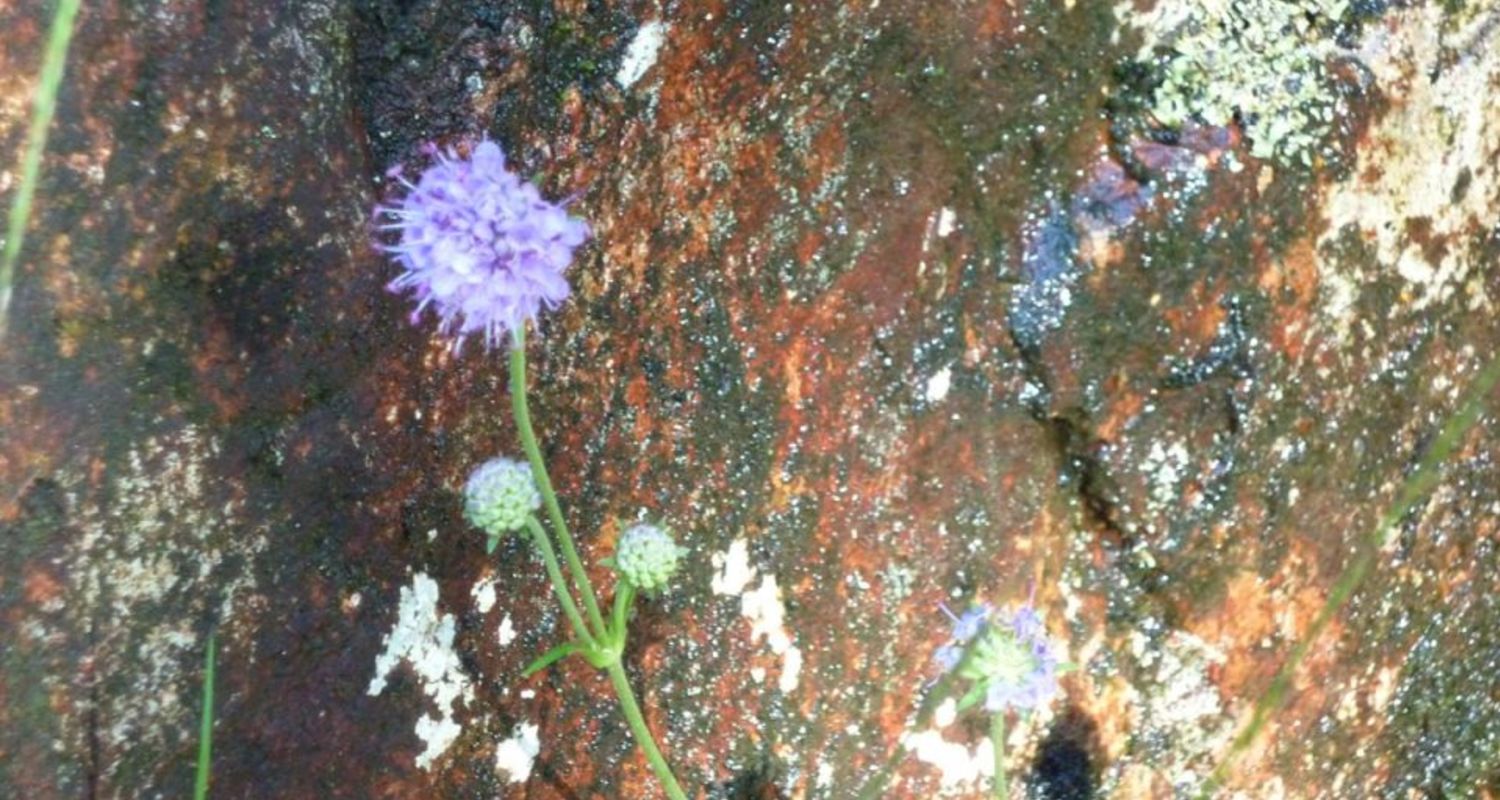 Wild flowers