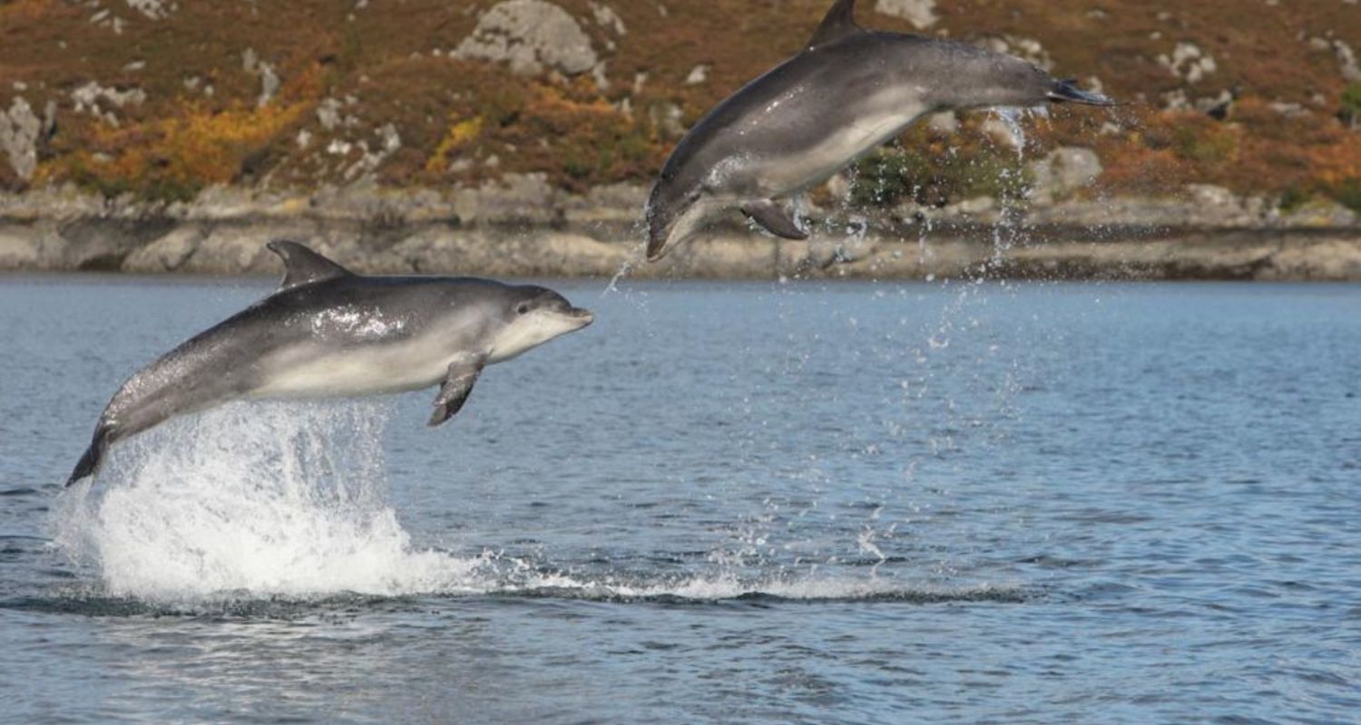 Dolphins or porpoise ?