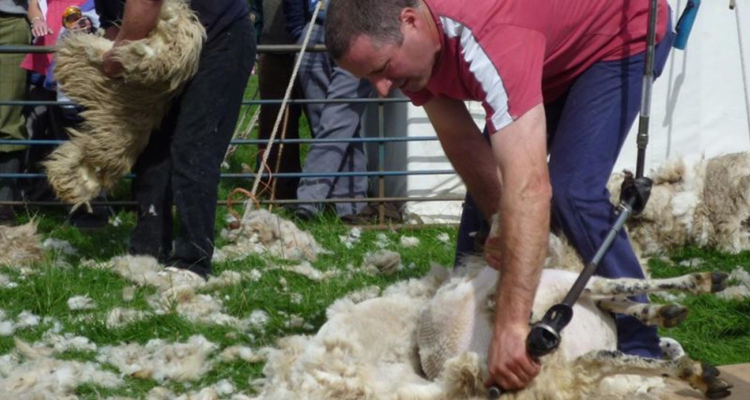 Sheep shearing demonstrations