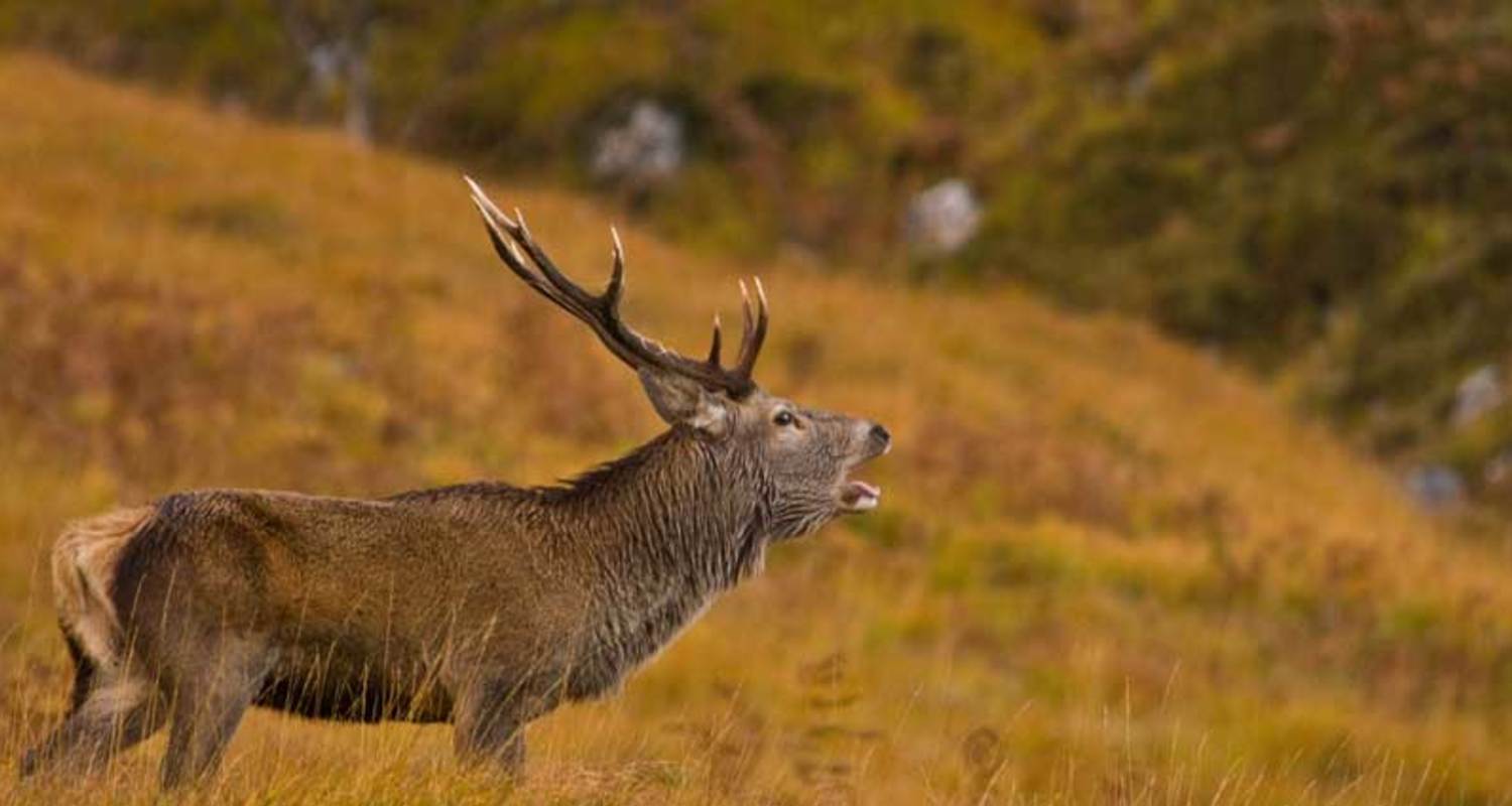 A rutting stag