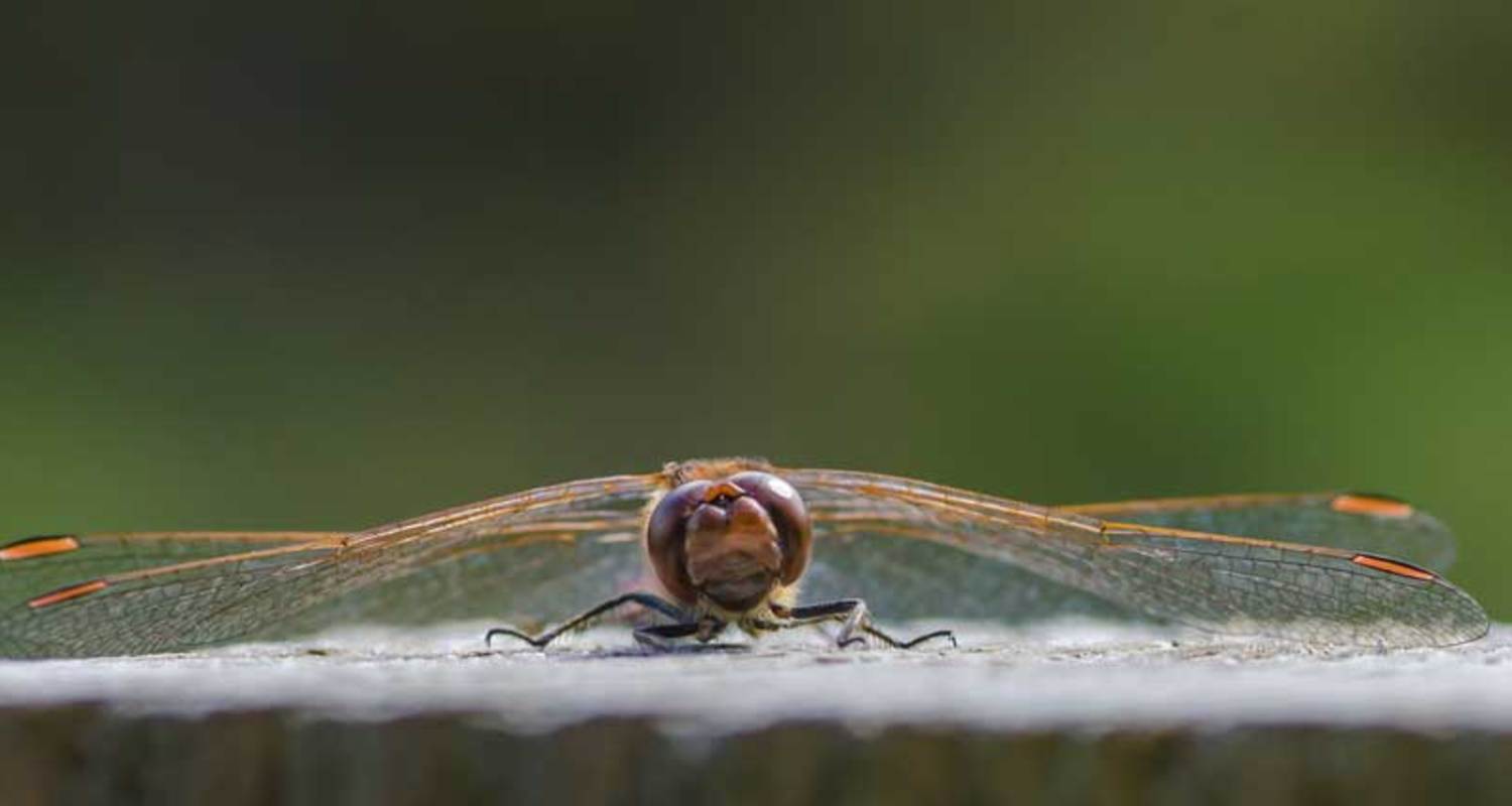 common-darter-dragonfly