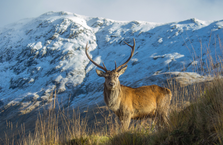 Feature the red deer one of scotland s big five is the uk s largest land mammal